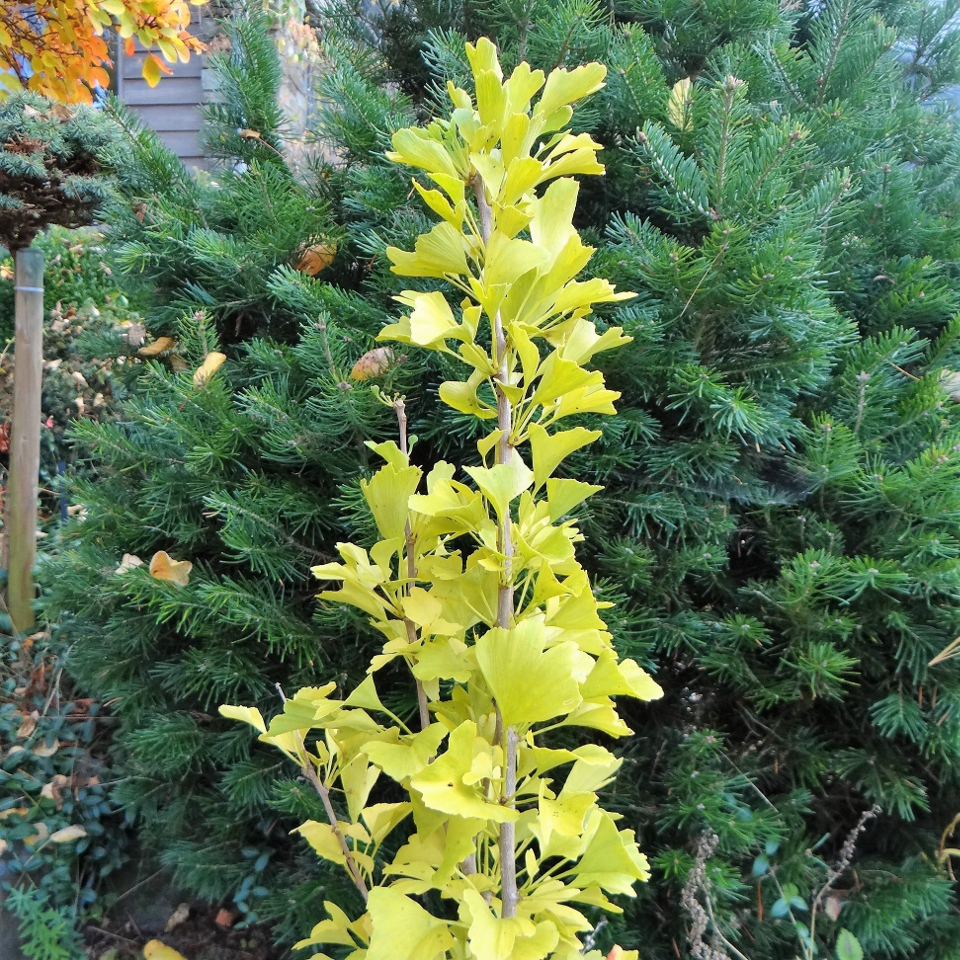 GINKGO BILOBA 40 varieties 2/2 Mundi Plantarum